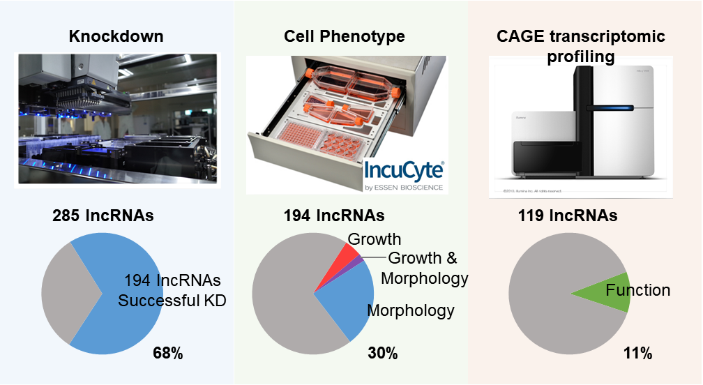 Functional annotation of human long noncoding RNAs via molecular phenotyping