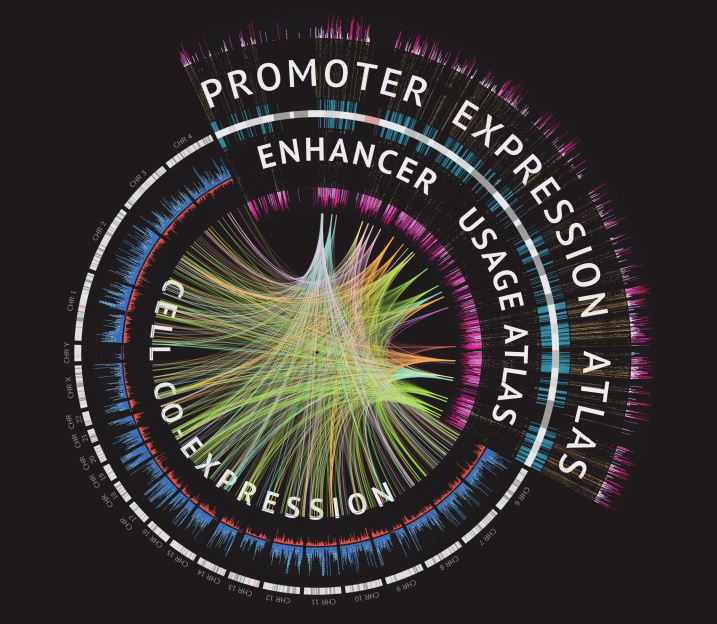 A cover figure for the FANTOM5 Phase 1 paper