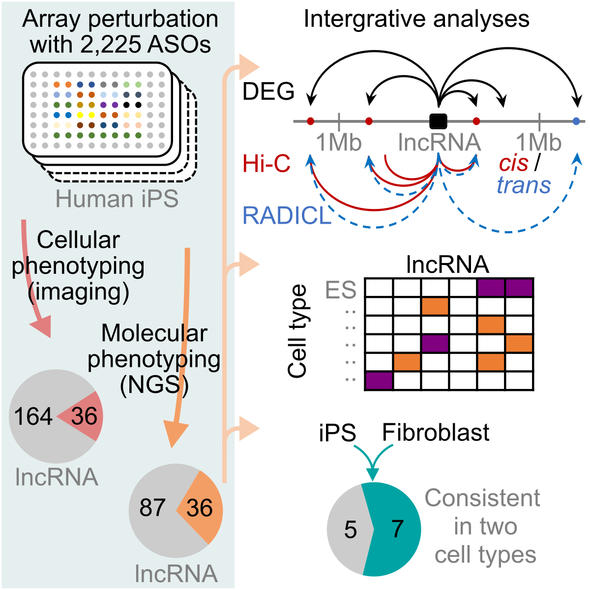 Functional analysis to human iPSC lncRNAs