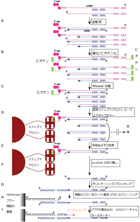 図1　HeliScopeCAGE法の手順