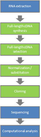 Technical overview of the full-length cDNA project