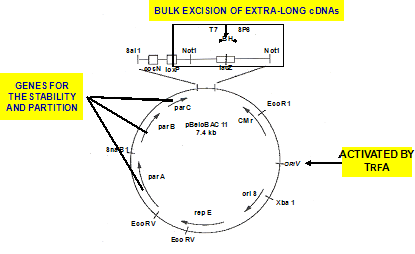 Novel cloning vector